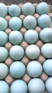 TELOR ASIN PREMIUM MASIR GURIH