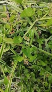 เพชรสังฆาต ปลูกง่าย ชุด 10 กิ่ง