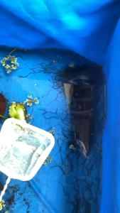 plastik es batu isi anakan ikan sidat glass eel 50 e