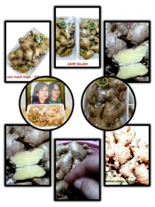 Jahe Gajah Segar - Rimpang Besar Aroma Lembut Manfaat Sehat Untuk Bumbu Masak dan Bahan Herbal Hasil Panen Petani Lokal Jawa Tengah