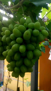 Bibit Anggur Import Ninel: Tanaman Anggur Berkualitas Tinggi