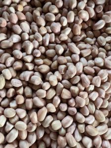 🌱 เมล็ดถั่วลิสงพันธุ์ขอนแก่น (6 เมล็ด) 5 กิโลกรัมราคา 750 บาท🌱