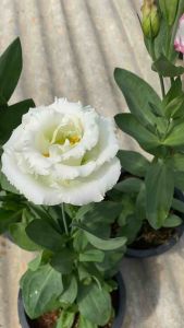 ไลเซนทัส กู้ 6 นิ้ว ขอบชมพู🌹 กระถาง ส่งติดตูมดอก กู้หนาม สีขาว