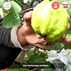 Bibit Buah Unggul Jambu Kristal Farang Merah🌱Kondisi Sudah Berbuah Hasil Okulasi Dan Cangkok Tinggi bibit 20-40 Cm Bibit jambu farang cangkok sudah siap dikebunkan atau ditanam dalam pot cepat berbuah.silakan dicekout ya kak
