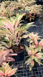 ต้นกวักนำโชค ส่งพร้อมกระถางดำ 5 นิ้ว เสริมโชคลาภ การเงิน ฟอกอากาศ ดูดซับสารพิษ