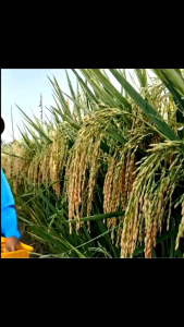 benih padi rojo lele kemasan 1kg kualitas unggul tahan tebah