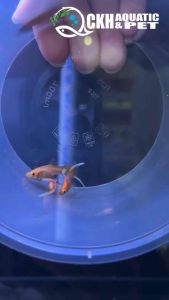 🔥CKH Aquatic🔥 Guppy Japan Blue Double Sword 孔雀鱼日本蓝双剑