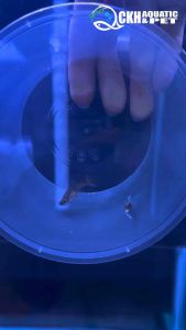 🔥CKH Aquatic🔥 Guppy Platinum Double Sword 孔雀鱼白金双剑