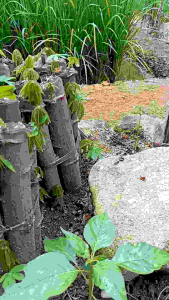 Bibit Singkong yang Empuk dan Pulen Isi 5 Batang