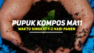 MA-11 Super Decomposer Berbasis Bakteri Alfaafa. Membuat pupuk Kompos Hanya 1 Hari