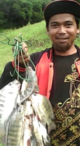 essen ikan nila spesial induk target ikan rame cukup 1 tetes aja