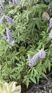 ต้นไวเท็กซ์/ Chaste Berry/ไวเท๊กซ์ แอกนัส แคสตัส (Vitex) (Vitex Agnus-Castus) ราคา 690 บาท   เป็นไม้โตไวและชอบแดดจัดคะ ไม้ดอกเลี้ยงง่ายมากคะ ต้นไม้ชนิดนี้สวนเคยนำเข้ามาทดรองปลูกเมื่อปีก่อน  ชอบที่เค้าเลี้ยงง่ายและทนร้อนได้ดีมาก และยังทนแล้ง มีดอกให้ชมง่าย