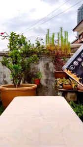 Original DESSINI ITALY 1.5L Stainless Steel Blender Grinder Mixer Juicer Extractor Food Processor Ice 450W [24hours Shipout]