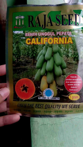 Benih Pepaya California Raja Seed 1 Gram Bibit Papaya Manis