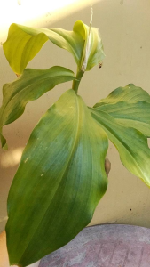 Insulin live plant (not cuttings or leaves)- Luzon area only