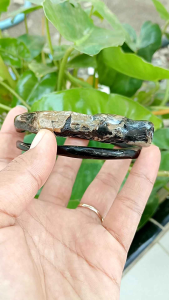 Gelang Akar Bahar Hitam: Unik & Original