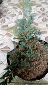 Juniperus live plant with garden soil in 3.5x3.5x10" polybag