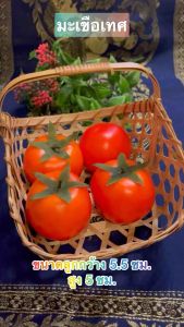 โมเดลมะเขือเทศ ปลอม ผักปลอม โมเดลผัก (เสริม หน้า-ยก 4 ลูก)