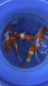 🇯🇵 Japan Ginrin Kohaku 30cm++ from Marudo Farm - 980 per koi + shipping 60