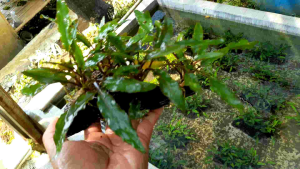 tanaman aquascape cryptocoryne wendity girinn mediya kayu rentek yahh kaka
