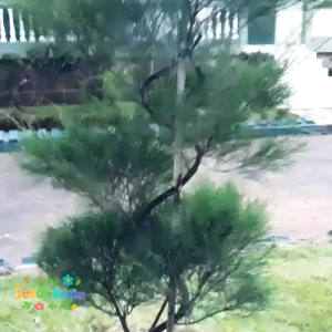 30 BUTIR BIJI/BENIH TANAMAN CEMARA UDANG (Bahan Bonsai)