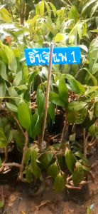 ต้นลิ้นจี่นครพนมแท้ ขนาด 80 - 90 cm.