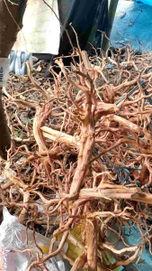 Akar Rasamala Size M: Aksesoris Aquarium Aquascape yang Indah