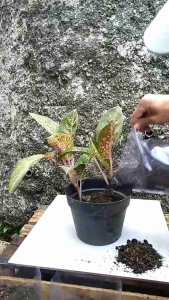 Termurah pupuk organikkohe domba palipurna story kemasan premium 1kg.