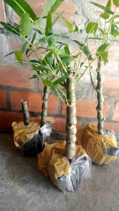 Cây trúc quan âm chậu nhựa đen