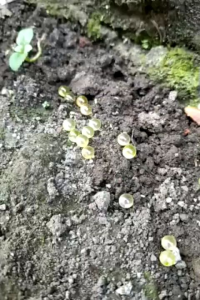 batu akik lepasan mus ti ko liepan narayana 5mm bulat
