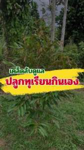 ชุด ดูแลทุเรียนเล็กปลูกไว้กินเองปลอดสาร