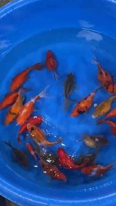 🇯🇵 JAPAN TAMASABA 18cm from MARUSHIN FARM  580 per koi + shipping 50