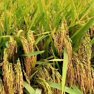 COD 1 KG BENIH BIBIT PADI KABIR 07 SUPER GABAH BERKUALITAS  UNGGUL