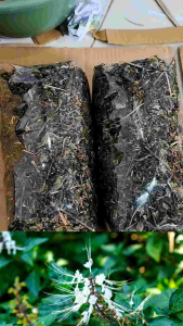 Teh daun kumis kucing kering/kumis kucing herbal kemasan hemat/200 gr