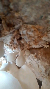 Paket 10 pcs Baglog Jamur Tiram Putih Siap Tumbuh Tinggal Perawatan & Panen Saja