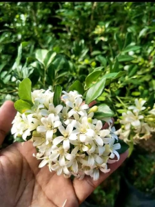 Kamuning Murraya paniculata Orange Jasmine flower seedlings