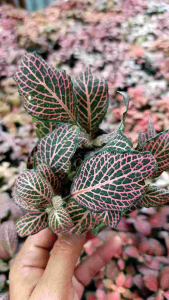 Fittonia: A Decorative Foliage Plant for Easy Indoor Gardening