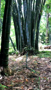 ต้นพันธุ์ไผ่ยักษ์น่าน Dendrocalamus giganteus ต้นพันธุ์ชำจากกิ่งตอน, สูง 70-80ซม