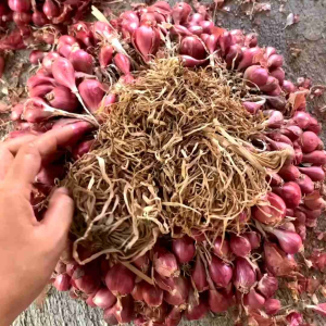 BAWANG MERAH MURAH PROMO 1 KG