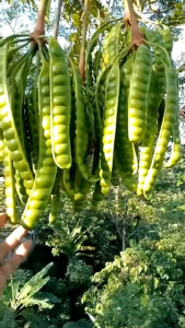 Pete Super 1 Ikat 22 Papan (Buah)