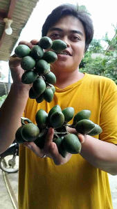 Jambe Muda / Pinang Muda Segar – Herbal Alami Serbaguna Obat Kuat Pria wanita