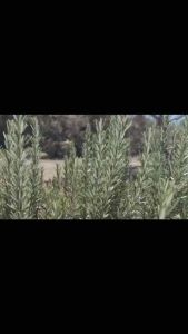 Wiss Natural Rosemary Oil Hair Scalp Care Promote Hair Growth Reduce Hair Loss Dandruff Skin Body Hair Scalp Care Oil 120ml SG Ready Stock