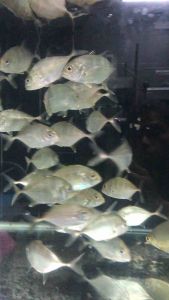 Giant Trevally/Freshwater GT/Readystock/Freshwater/Ornamental Fish