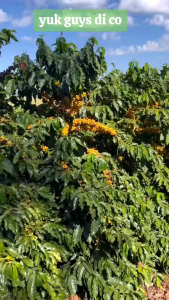 bibit kopi yellow caturra 1 kg