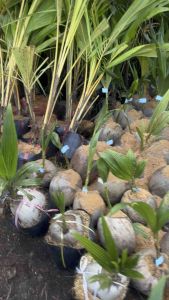 CÂY GIỐNG DỪA TA TRÁI TO