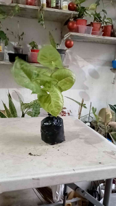 The Syngonium podophyllum Cream Allusion is a compact bushy evergreen perennial known for its striking arrowhead-shaped leaves. Lice in polybag