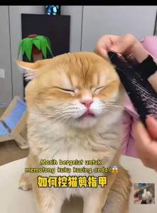 【RR PETSTORE】Pet Grooming Nail Clipper Pet Nail Cutter Cat Dog Nails Trimmer Pet Nail Scissors Gunting Kuku Kucing Cut