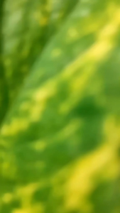 GHAZIA - 505 Sendal Pengantin Hak 5cm Selop Nikah Wedding Wanita Nikah Seserahan Pengantin