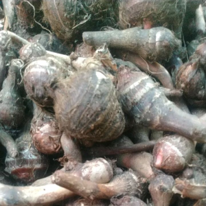 เผือกดำป่า1kilo