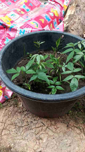 เม็ดพันธุ์มะกอก เมล็ดมะกอก เม็ดมะกอก มะกอกป่า พันธุ์มะกอก ลูกมะกอก